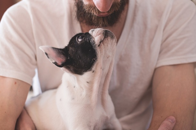 Seks ting du skal gøre, før du køber hund