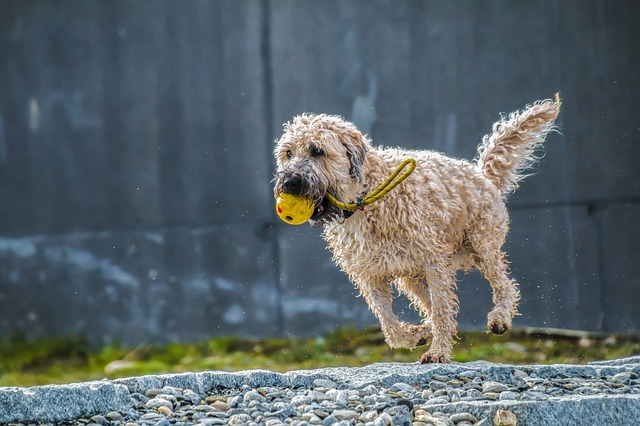 Hund leger med bold