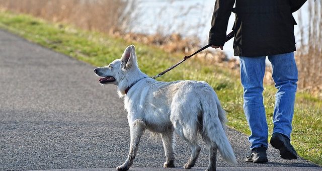 Sådan lærer du din hund at gå pænt